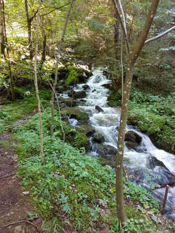 Bachlauf im Wald