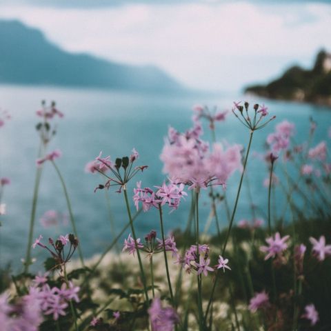 Blumen am Ufer des Genfer Sees