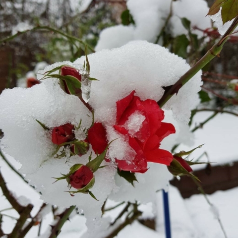 Rose Im Schnee als Symbol für die Kraft eines Krebskranken Menschen Rose Im Schnee als Symbol für die Kraft eines Krebskranken Menschen